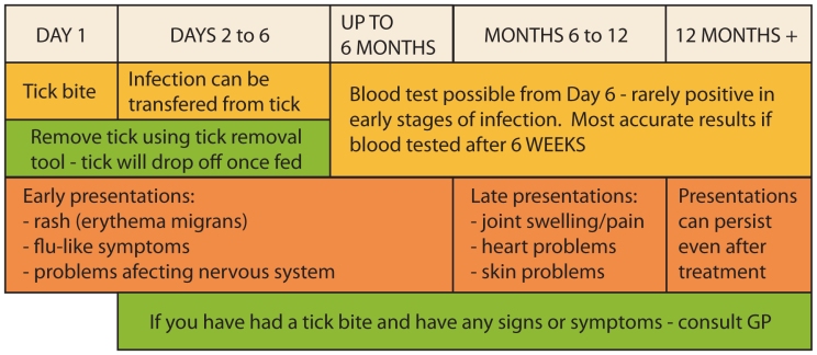 LB Signs and Symptoms timeline
